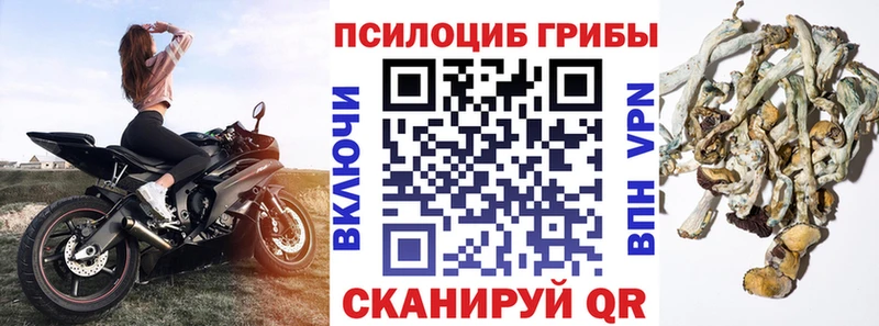 OMG рабочий сайт  купить наркоту  Аргун  дарк нет телеграм  Псилоцибиновые грибы мухоморы 
